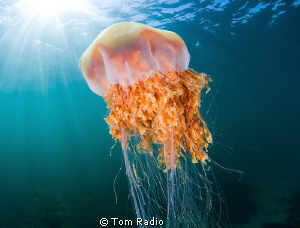 Lion's Maine Jellyfish
Puget Sound, WA, U.S.A. by Tom Radio 